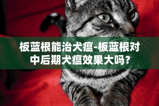 板藍根能治犬瘟-板藍根對中后期犬瘟效果大嗎？
