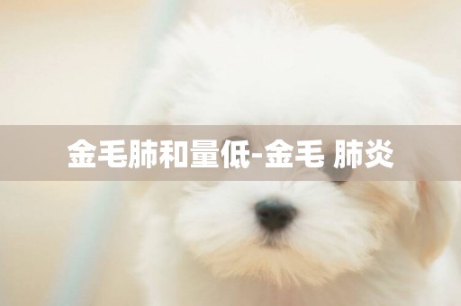金毛肺和量低-金毛 肺炎