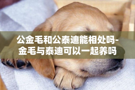 公金毛和公泰迪能相處嗎-金毛與泰迪可以一起養嗎