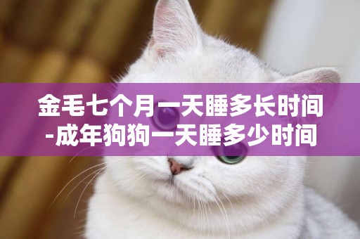金毛七個月一天睡多長時間-成年狗狗一天睡多少時間好