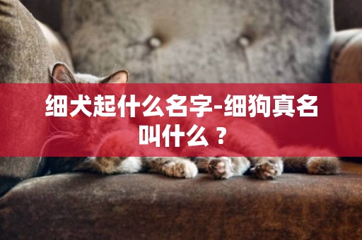 細犬起什么名字-細狗真名叫什么 ?
