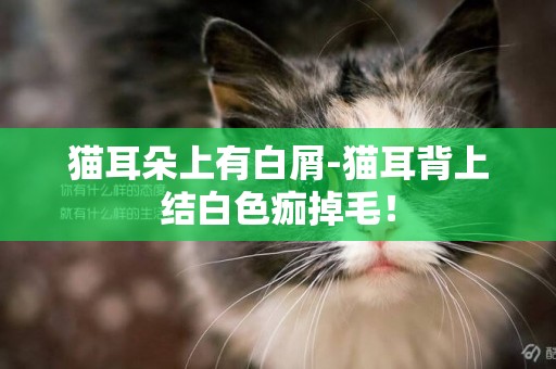 貓耳朵上有白屑-貓耳背上結白色痂掉毛！