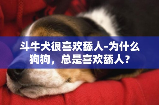 斗牛犬很喜歡舔人-為什么狗狗，總是喜歡舔人？