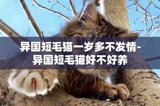 異國短毛貓一歲多不發情-異國短毛貓好不好養