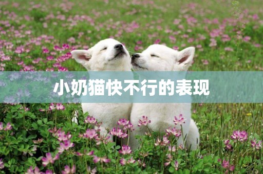 小奶貓快不行的表現