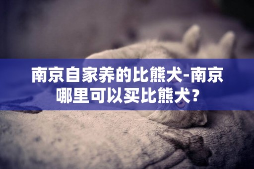 南京自家養的比熊犬-南京哪里可以買比熊犬？