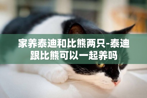 家養泰迪和比熊兩只-泰迪跟比熊可以一起養嗎