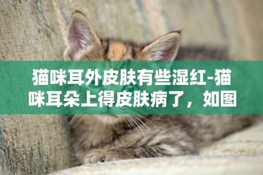 貓咪耳外皮膚有些濕紅-貓咪耳朵上得皮膚病了，如圖，請問怎么辦呢？