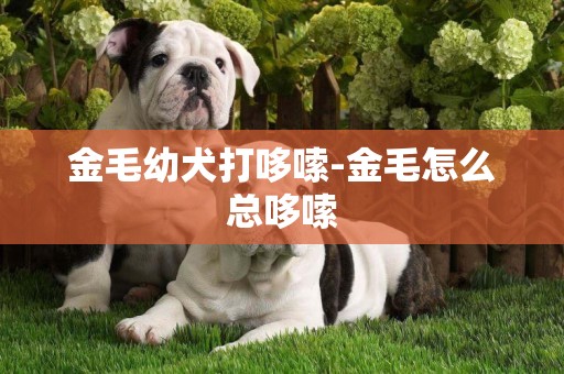 金毛幼犬打哆嗦-金毛怎么總哆嗦
