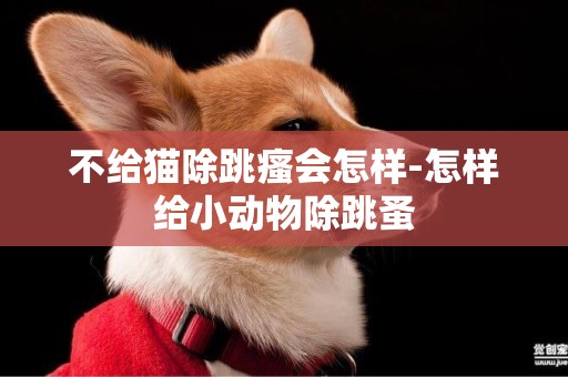 不給貓除跳瘙會怎樣-怎樣給小動物除跳蚤