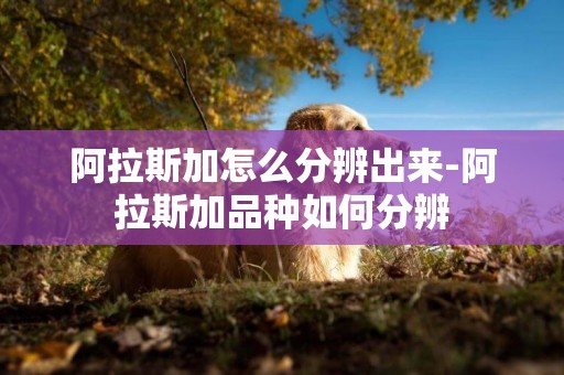 阿拉斯加怎么分辨出來-阿拉斯加品種如何分辨