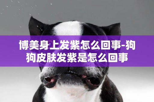 博美身上發紫怎么回事-狗狗皮膚發紫是怎么回事