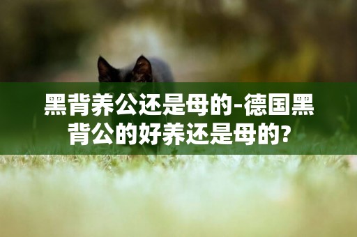 黑背養公還是母的-德國黑背公的好養還是母的?