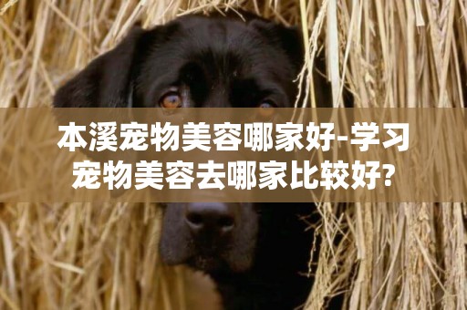 本溪寵物美容哪家好-學習寵物美容去哪家比較好?