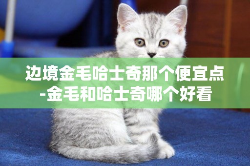 邊境金毛哈士奇那個便宜點-金毛和哈士奇哪個好看