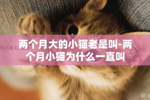兩個月大的小貓老是叫-兩個月小貓為什么一直叫