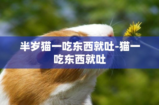 半歲貓一吃東西就吐-貓一吃東西就吐