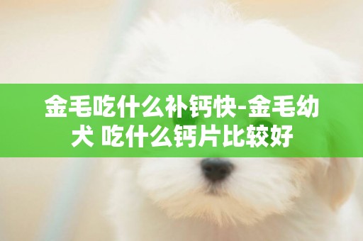 金毛吃什么補鈣快-金毛幼犬 吃什么鈣片比較好