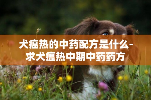 犬瘟熱的中藥配方是什么-求犬瘟熱中期中藥藥方