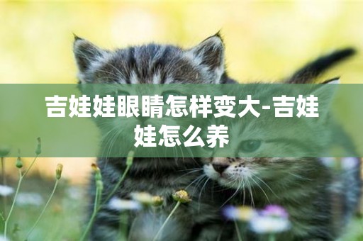 吉娃娃眼睛怎樣變大-吉娃娃怎么養