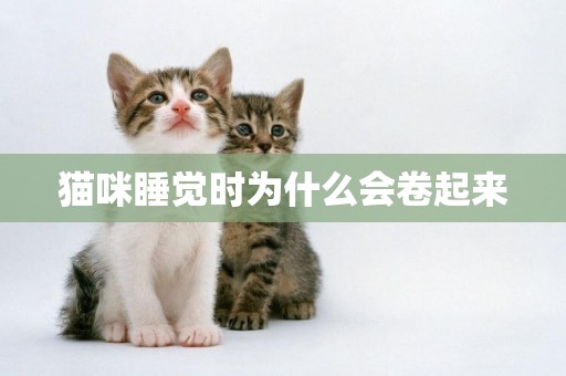 貓咪睡覺時為什么會卷起來