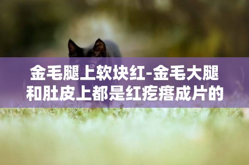 金毛腿上軟塊紅-金毛大腿和肚皮上都是紅疙瘩成片的