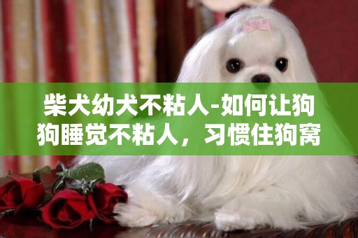 柴犬幼犬不粘人-如何讓狗狗睡覺不粘人，習慣住狗窩