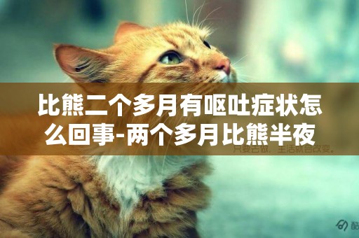 比熊二個多月有嘔吐癥狀怎么回事-兩個多月比熊半夜出現嘔吐