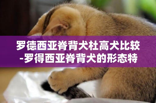 羅德西亞脊背犬杜高犬比較-羅得西亞脊背犬的形態特征有哪些？