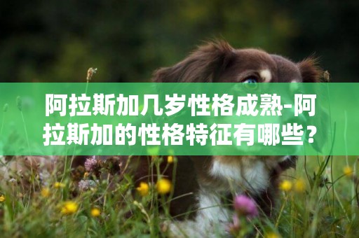 阿拉斯加幾歲性格成熟-阿拉斯加的性格特征有哪些？