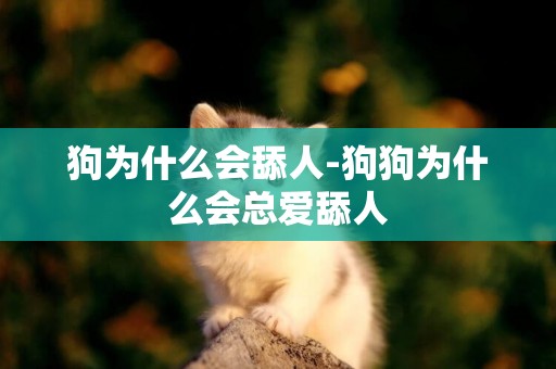 狗為什么會舔人-狗狗為什么會總愛舔人