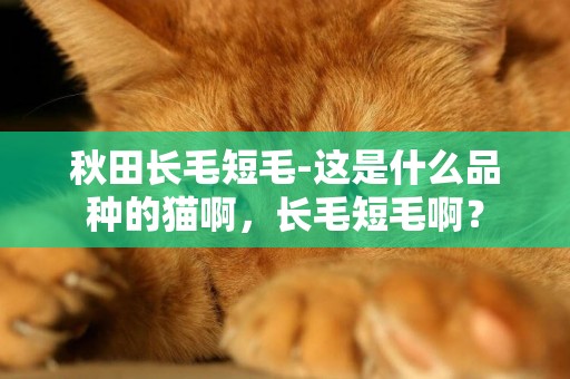 秋田長毛短毛-這是什么品種的貓啊，長毛短毛啊？