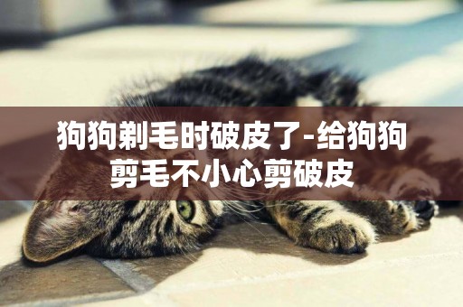 狗狗剃毛時破皮了-給狗狗剪毛不小心剪破皮