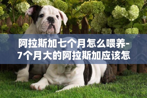 阿拉斯加七個月怎么喂養-7個月大的阿拉斯加應該怎么喂