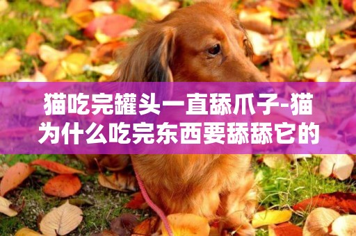 貓吃完罐頭一直舔爪子-貓為什么吃完東西要舔舔它的爪爪呢?