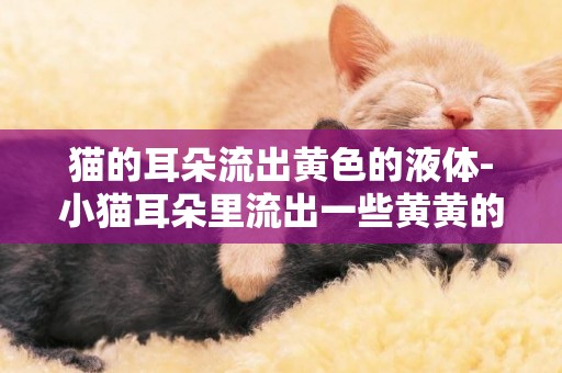 貓的耳朵流出黃色的液體-小貓耳朵里流出一些黃黃的黏黏的東西