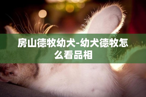 房山德牧幼犬-幼犬德牧怎么看品相