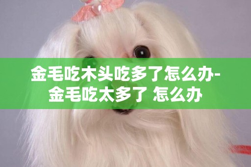 金毛吃木頭吃多了怎么辦-金毛吃太多了 怎么辦