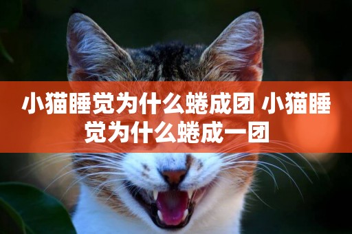 小貓睡覺為什么蜷成團 小貓睡覺為什么蜷成一團