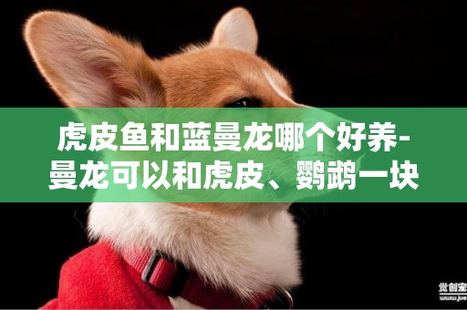 虎皮魚和藍曼龍哪個好養-曼龍可以和虎皮、鸚鵡一塊養嗎?
