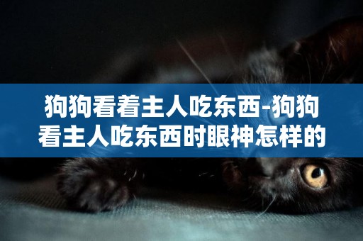 狗狗看著主人吃東西-狗狗看主人吃東西時眼神怎樣的打動眾網友？