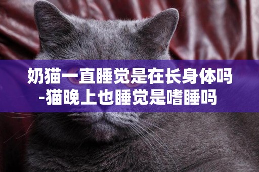 奶貓一直睡覺是在長身體嗎-貓晚上也睡覺是嗜睡嗎 