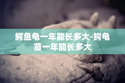 鱷魚龜一年能長多大-鱷龜苗一年能長多大