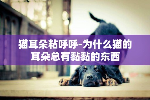貓耳朵粘呼呼-為什么貓的耳朵總有黏黏的東西