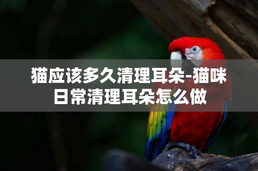 貓應該多久清理耳朵-貓咪日常清理耳朵怎么做