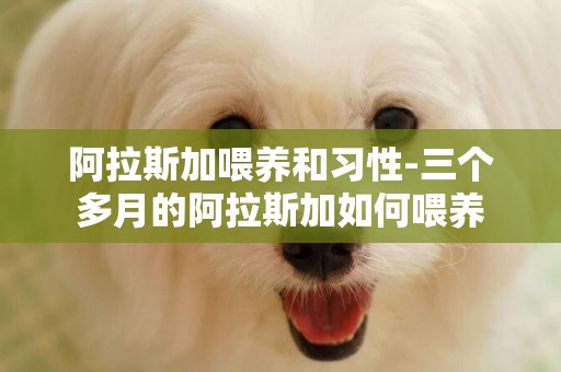 阿拉斯加喂養和習性-三個多月的阿拉斯加如何喂養