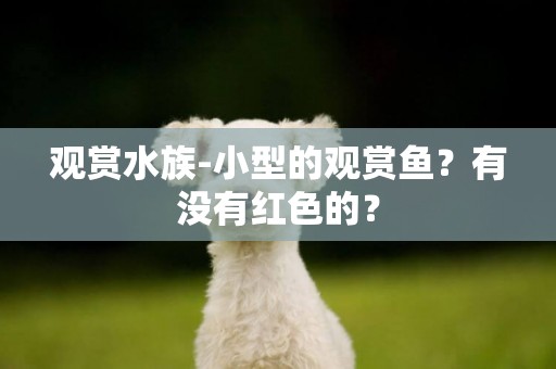 觀賞水族-小型的觀賞魚？有沒有紅色的？