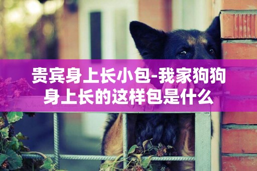 貴賓身上長小包-我家狗狗身上長的這樣包是什么