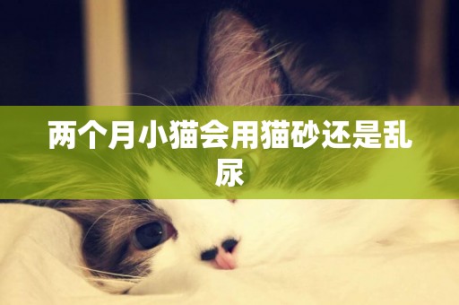 兩個月小貓會用貓砂還是亂尿