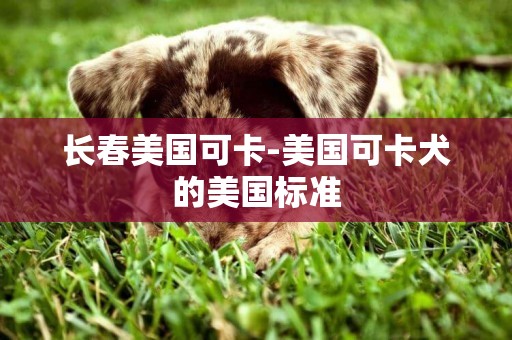 長春美國可卡-美國可卡犬的美國標準